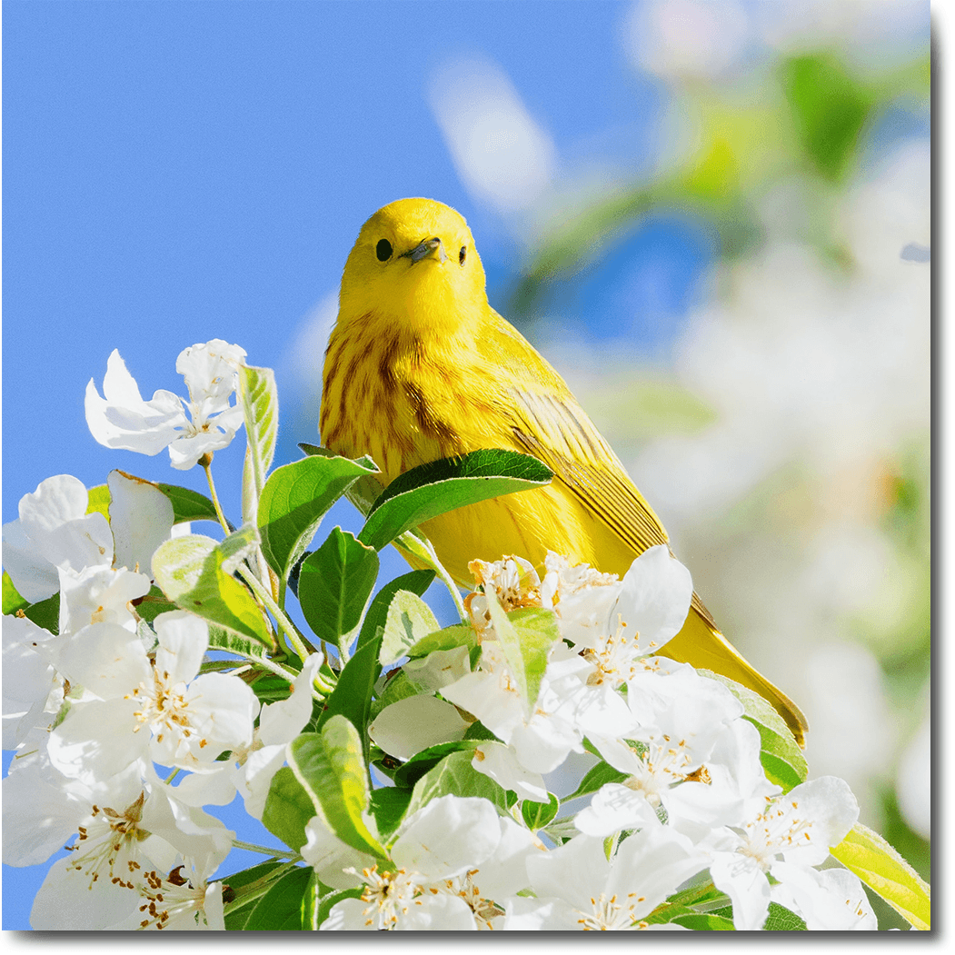 Caged bird feeders are designed to provide food for birds while protecting them from larger predators or birds that may be aggressive towards them.